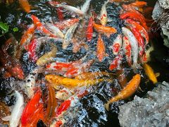 -白天鹅宾馆·流浮阁咖啡厅