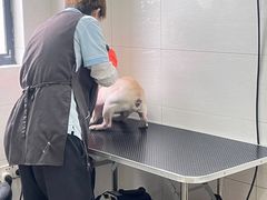 -艾贝尔宠物医院 ·内科全科(梁溪路店)