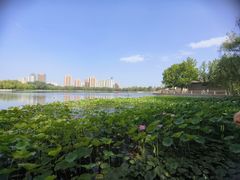 -莲花池公园