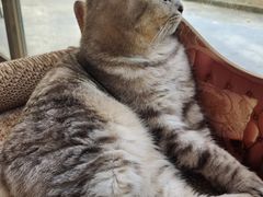 -猫咪派对(江南西店)