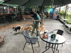 露天位-柴犬高等学院·狗咖·柴犬售卖·宠物训练