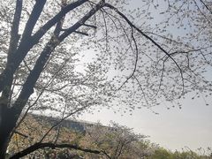 -嘉定紫藤园