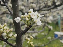 -树山生态村
