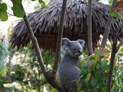 -广州长隆野生动物世界