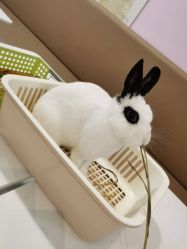 -Moni星球萌宠·小马宝莉·灵蛇·高端高阶全萌宠互动体验俱乐部(红豆国际广场店)