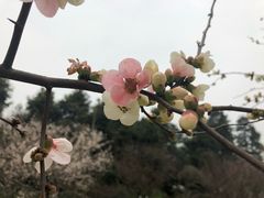 -秀丽东方