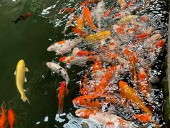 -南宫五洲植物乐园