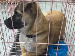 -艾贝尔宠物医院·宠保定点·超声绝育·免疫点(樱花路店)