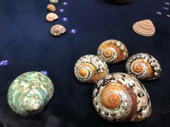 -青岛贝壳博物馆