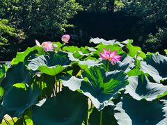 -国家植物园南园