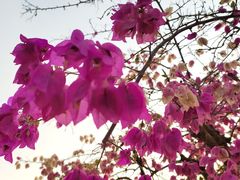 -胡里山炮台