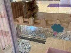 -爪爪喵星球·猫舍(前海卓越店)