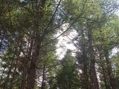 -塞罕坝国家级自然保护区