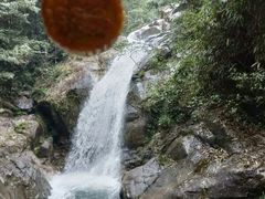 -九龙江国家森林公园