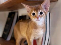 -欣宠猫屋·矮脚拿破仑·蓝金金渐层