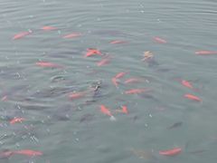 -北湖公园