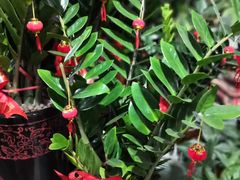 -桂林市花鸟市场