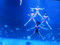 -烟台海昌鲸鲨海洋公园