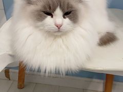 -喵的天空名猫咖啡馆·撸猫·猫舍·用品