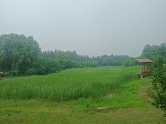 -东郊湿地公园