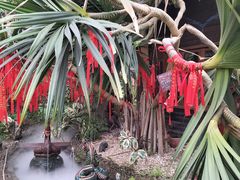-呀路古热带植物园