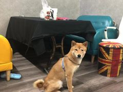 -猫尾侦探俱乐部·剧本杀·狼人杀