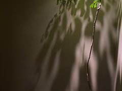 -青桃餐厅