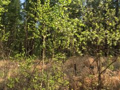 -莫尔道嘎国家森林公园