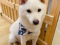 -柴犬小屋·柴餐厅·狗咖食堂(金鼎广场店)