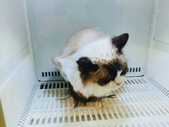 -沐沐家宠物(成寿寺店)