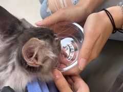 -北京观赏动物医院·24小时大型综合·猫专科·异宠专科