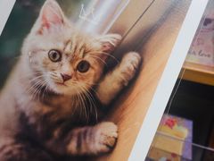 -猫的天空之城概念书店(杭州南宋御街店)