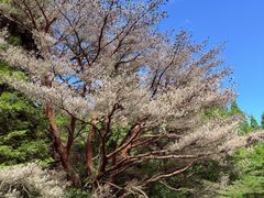 -神户市立六甲山牧场