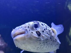 -芜湖新华联大白鲸海洋公园