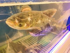 -鱼窝棚柴火铁锅炖(富山屯店)