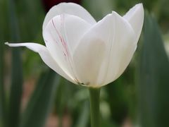 -石家庄市植物园