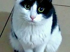 -北京观赏动物医院·24小时大型综合·猫专科·异宠专科