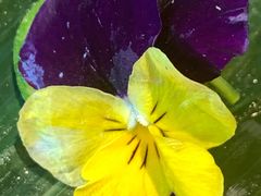 -江户前寿司(好运街店)