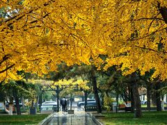 -中央民族大学