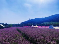 -径山花海