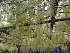 -嘉定紫藤园