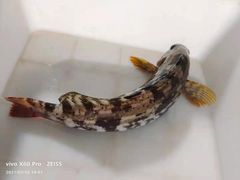 -宾朋海鲜饭庄(兴海路店)