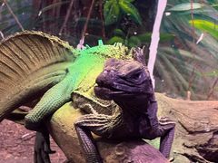-正佳雨林生态植物园