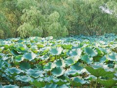 -长兴太湖图影湿地文化园