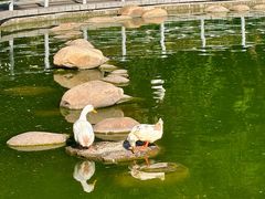 -莲湖公园