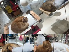 -momokira米努特·德文卷毛猫·棉花面纱犬