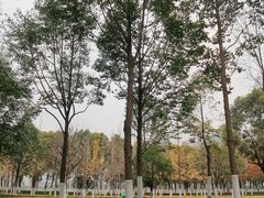 -西北湖绿化广场