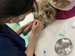 -北京观赏动物医院·24小时大型综合·猫专科·异宠专科