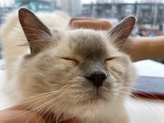 -怪兽屋·羊驼·猫咖·狗咖(俊华广场店)