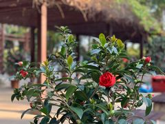 -深圳国际园林花卉博览园